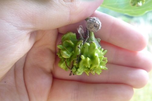 Knopper Gall Wasp photo 4