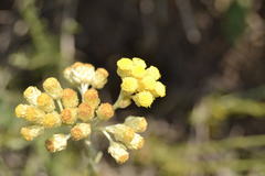 Helichrysum stoechas