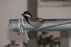 Melaniparus afer afer