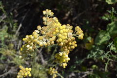 Helichrysum stoechas