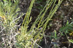Helichrysum stoechas