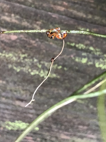 Ophiocordyceps camponoti-floridani