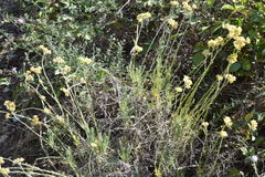 Helichrysum stoechas