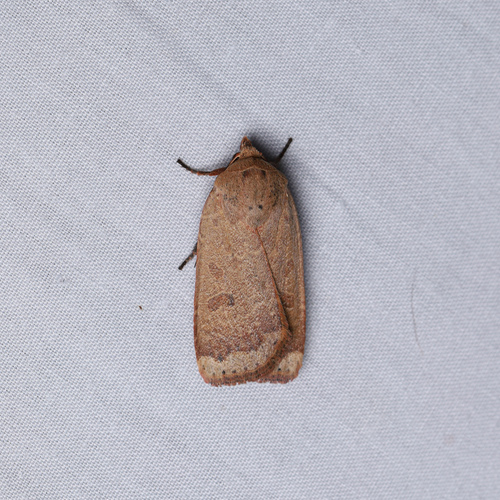 Greater Red Dart photo 4