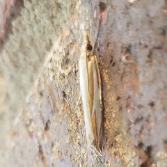 Crambus satrapellus