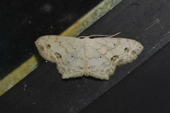 Scopula compensata