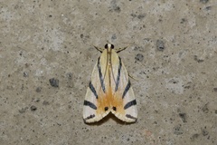 Dichogama prognealis