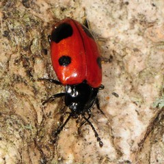 Endomychus biguttatus