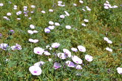 Convolvulus althaeoides