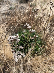 Limonium californicum