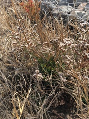 Limonium ramosissimum