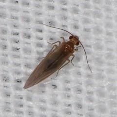 Valenzuela pinicola