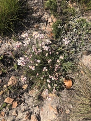 Achyranthemum paniculatum