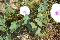 Convolvulus althaeoides