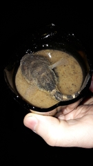 Benthophilus stellatus