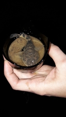 Benthophilus stellatus