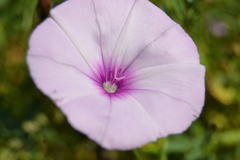 Convolvulus althaeoides