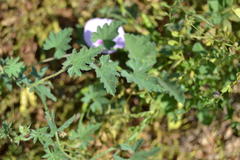Convolvulus althaeoides