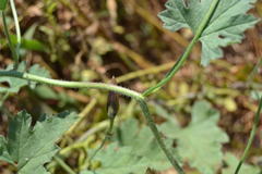 Convolvulus althaeoides