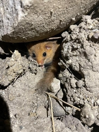 Hazel Dormouse