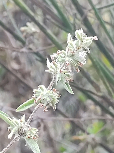 Minthostachys mollis, photograph 5