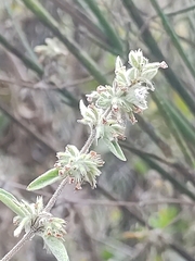 Minthostachys mollis, photograph (c) Maria Luisa Bravo Alarcon, some rights reserved (CC BY)