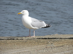 Larus argentatus argentatus