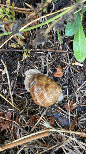Helix pomatia