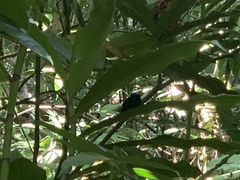 Lepidothrix velutina