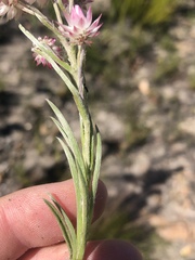 Achyranthemum paniculatum
