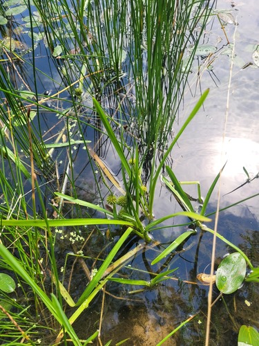 Наблюдение на iNaturalist
