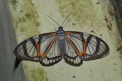 Hypocrita phanoptoides