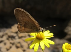 Hypocysta pseudirius