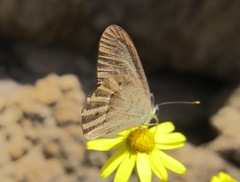 Hypocysta pseudirius