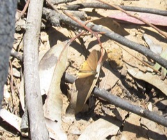 Hypocysta pseudirius