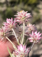 Achyranthemum paniculatum