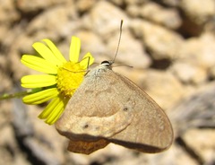 Hypocysta pseudirius