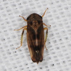 Pediopsoides distinctus