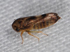 Pediopsoides distinctus