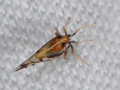 Liburniella ornata