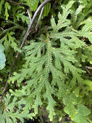Selaginella repanda, photograph 1