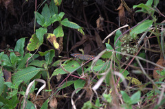 Precis octavia octavia