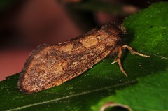 Acrolophus mora