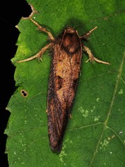 Acrolophus mora