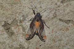 Bertholdia flavidorsata