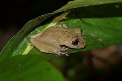 Pristimantis labiosus