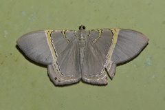 Phrygionis privignaria