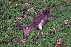 Tragelaphus sylvaticus meneliki