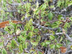 Ceanothus jepsonii jepsonii