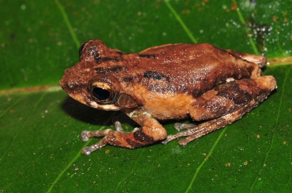 Belly-Spotted Treefrog